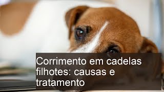 Corrimento em cadelas filhotes: CAUSAS e TRATAMENTO