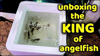 UNBOXING THE KING OF ANGELFISH PART 2