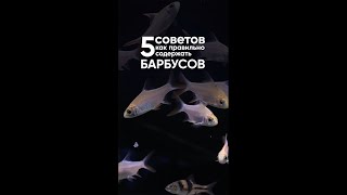 5 советов как правильно содержать барбусов