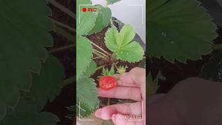 My First 🍓 #dailylifevlog