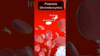 Functions of platelets #thrombocytes #platelets #platelet #sciencefacts