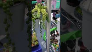 Curios, crasuláceas, plantas rosario y un cactus cola de mono, plantas suculentas fáciles de tener!