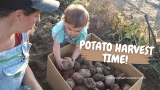 Harvest POTATOS with me- VLOG, HOW MANY LBS DID WE END UP WITH?