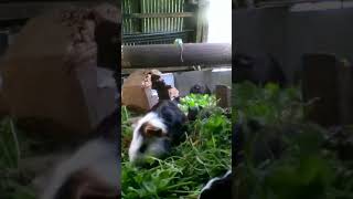 Guinea pigs sped up to play a hour and a half in one minute #animals #guineapiggy #pets #guineapig