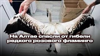 - НВНа Алтае спасли от гибели редкого розового фламинго