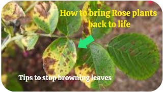 how to overcome brown spots on rose plants, for healthy rose plants, and fungal free rose plants.