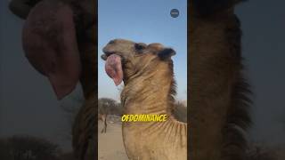 What’s that thing hanging from Camel’s Mouth😱. #viral #facts #viralshort #mindillusion