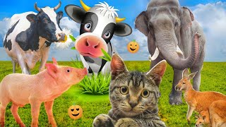 Farm Animals Amazing Activities - Zebra, Pony, Horse, Cow, Elephant