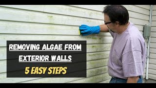 5 Easy Steps to Removing Algae from Exterior Walls