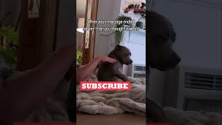 Funny Animals Videos 🤣 | Ep. 445 #shorts #viral #funny