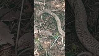 Good morning..friend 🥰 today spectacled cobra..