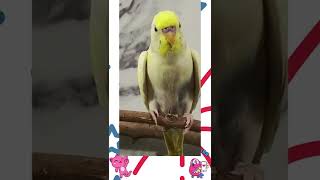 Cute budgie sun looking very sunny doing 🤩😘❤️💕🌞 #youtubeshorts #shorts