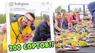 200 сортов винограда! Такого я не видел! Поездка в Ульяновск