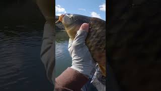 Carp always get in the way when bass fishing