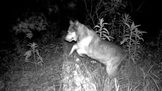 🦊The Neighbors' Pets Go Full Party in Our Backyard While We are Away!" #trailcam #backyard #habitat