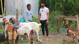 খামারে ছাগল বেশি হওয়ায় কিছু ছাগল বিক্রি goat farm