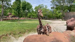 Reticulated giraffe has an afternoon snack!