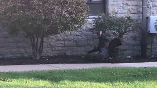 Niagara University Wild Turkeys Hanging Out On Campus #2