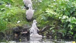 Ohlsdorfer  Schwanennachwuchs vom Inselteich erklimmt das Ufer.