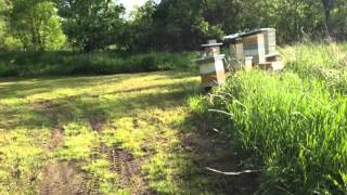 DEBAUCHERY BEEKEEPING