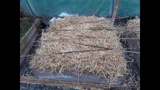 Planting potatoes under straw mulch in a polytunnel