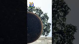 GANTI MEDIA BONSAI || replanting bonsai