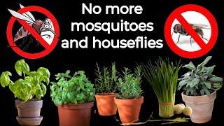 Mosquitoes and housefly repellent plants | You Will Never See Flies And Mosquitoes In Your House