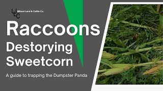 Raccoons are destroying our sweetcorn.