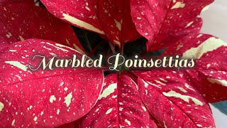 Marbled Poinsettias / Pink Marble Poinsettia / Jingle Bell Poinsettia