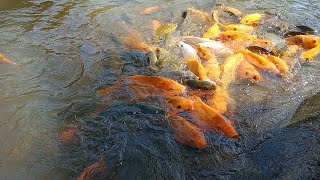 Abang kasih makan Gold fish