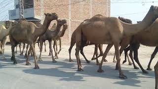 Camel Caravan Adventure: Riding the Silk Road