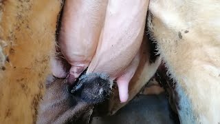 The most amazing video you can see of a calf sucking milk