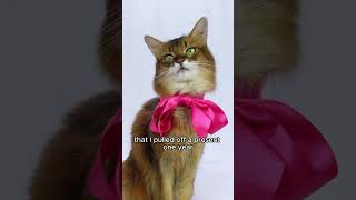 Cutest Cat Dresses Up for National Bow Tie Day! #catvideo