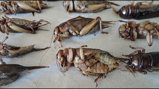 10 KG of Crickets are being sold at this place, A lady is buying crickets for her husband