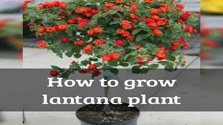 How to grow lantana in to a tree