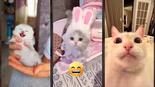 Cat Funny Videos 🐈‍⬛ funny cats meme 🐱 #cathouse #1210