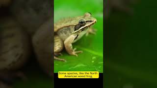 5 interesting facts about frogs #facts #shorts #frog