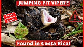 JUMPING PIT VIPER!