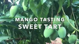 Sweet Tart Mango Tasting - Homegrown Florida Mangos