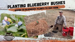 Planting Blueberry Bushes