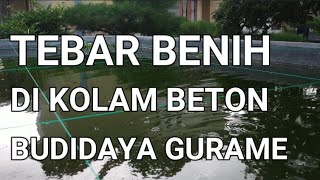 BUDIDAYA IKAN GURAME DI KOLAM BETON - TEBAR BENIH DI KOLAM BETON