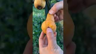 #oddlysatisfying #shorts videos fruit cutting