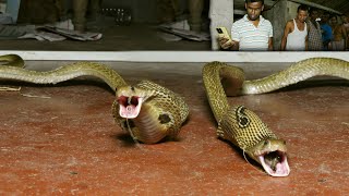 जिंदा बेजुबान को निगल दीवार के बीच में फसा खतरनाक नाग,हैरतअंगेज कारनामा। Cobra stuck in wall OMG!