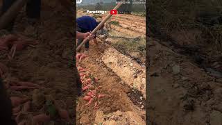 Sweet potatoes are ready to harvest