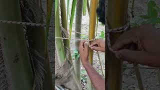 How to tie Coconut tree trunk_bend#ropetie#bowline#short