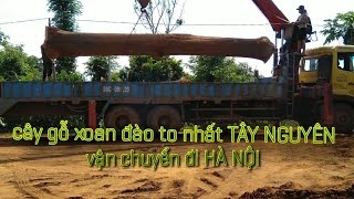 #cẩucâygỗxoan# Cẩu cây gỗ Xoan to nhất Tây Nguyên