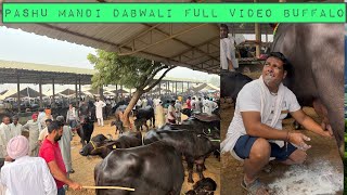 Pashu mandi Dabwali Full video buffalo