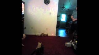 Kitties chase laser pointers