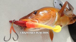 Big Cod fishing with Crazytails and Marauder curltail lures Torsvag Norway