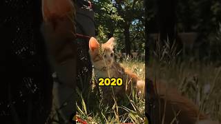 2020 vs 2024: Kitten to Adventure Cat 🐈 #adventureros